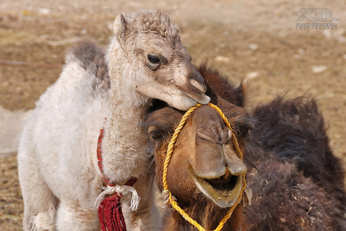 Kamelen - Moeder met jong  Stefan Cruysberghs